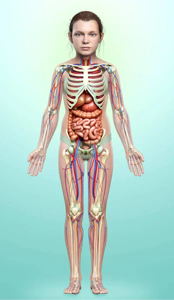 Medisch Nauwkeurige Illustratie Van Meisje Inwendige Organen Skelet Syste — Stockfoto