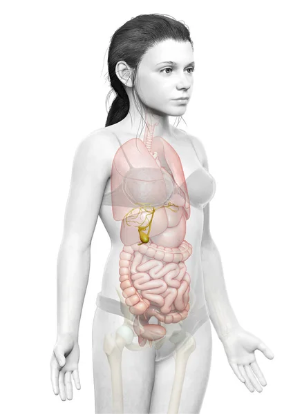 Görs Medicinskt Korrekt Illustration Unga Flicka Organ Gallblåsan Anatomi — Stockfoto