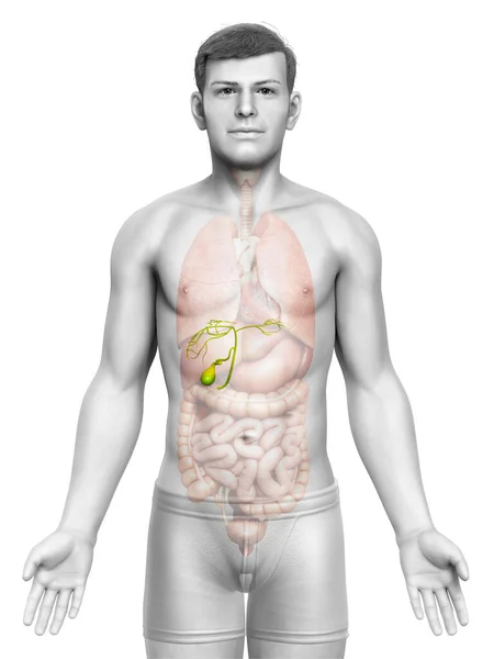 Reso Illustrazione Clinicamente Accurata Organi Maschili Anatomia Della Cistifellea — Foto Stock