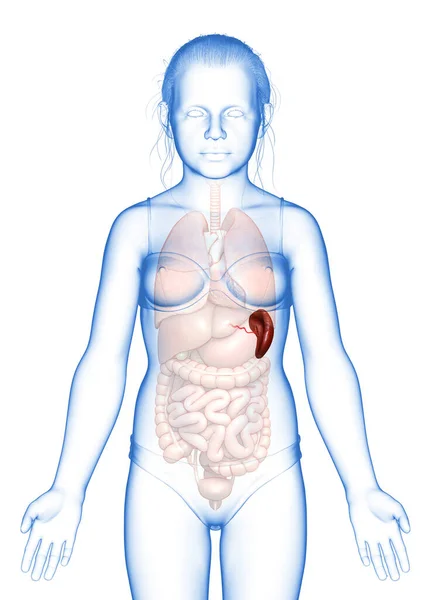 Рендеринг Медицинская Точная Иллюстрация Молодой Девушки Сплин Анатомия — стоковое фото