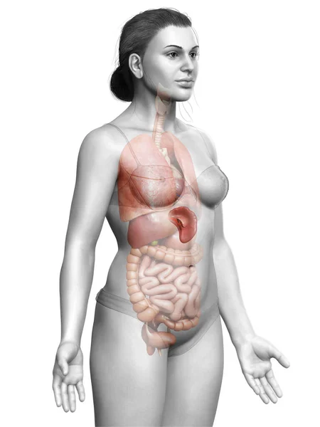 Renderizado Ilustração Medicamente Precisa Uma Anatomia Baço Feminino — Fotografia de Stock