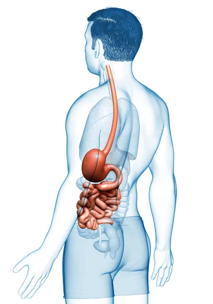 Renderizado Ilustração Medicamente Precisa Estômago Masculino Intestino Delgado — Fotografia de Stock