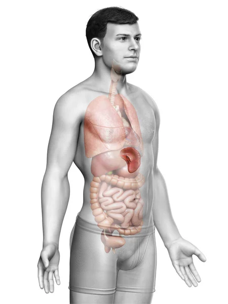 Renderizado Ilustración Médicamente Precisa Una Anatomía Del Bazo Masculino — Foto de Stock