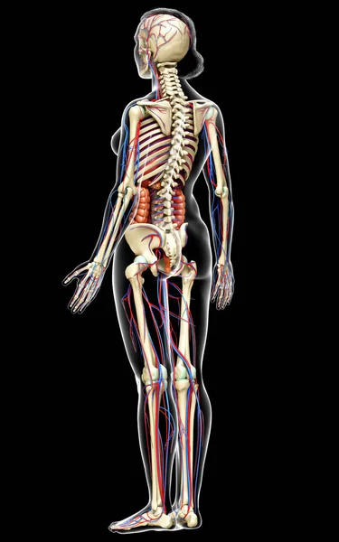 Medisch Nauwkeurige Illustratie Van Vrouwelijke Inwendige Organen Skelet Bloedsomloop — Stockfoto