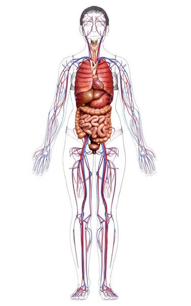 여성의 순환계 내장을 의학적으로 정확하게 묘사하였다 — 스톡 사진