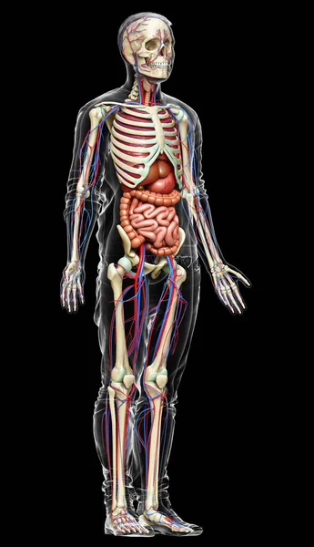 Оказана Медицинская Точная Иллюстрация Мужских Внутренних Органов Скелета Кровеносной Системы — стоковое фото