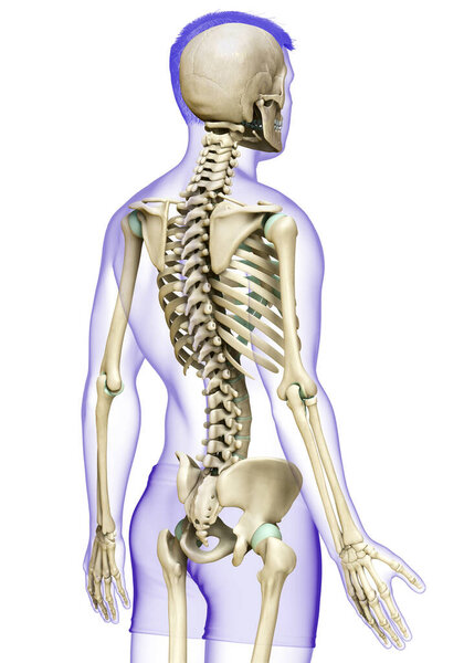 3d rendered, medically accurate illustration of a male skeleton system