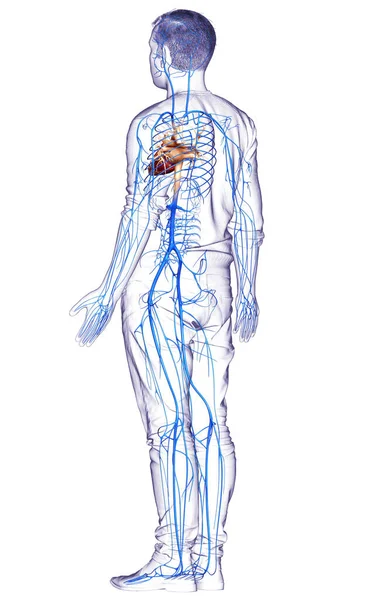 Lékařsky Přesné Ilustrace Mužské Žíly Anatomie — Stock fotografie