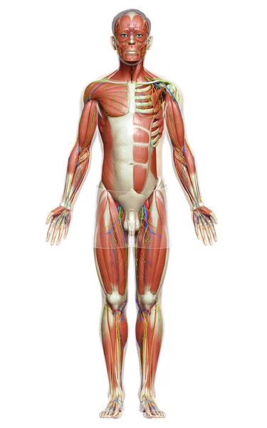 Medisch Nauwkeurige Illustratie Van Een Vrouwelijke Spier Systeem — Stockfoto