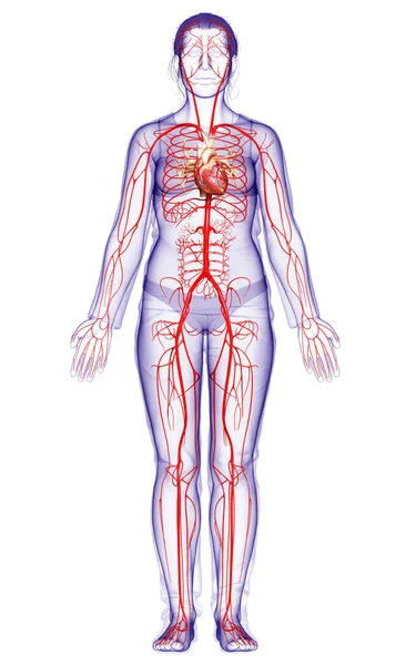 Gjorde Medicinskt Korrekt Illustration Kvinnliga Artärer — Stockfoto