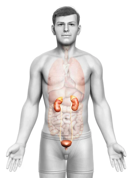 Weergegeven Medisch Nauwkeurige Illustratie Van Nieren — Stockfoto