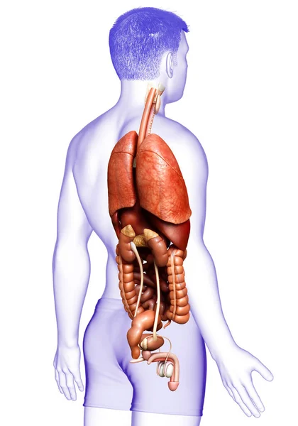 Тривимірна Медично Точна Ілюстрація Чоловічих Внутрішніх Органів — стокове фото