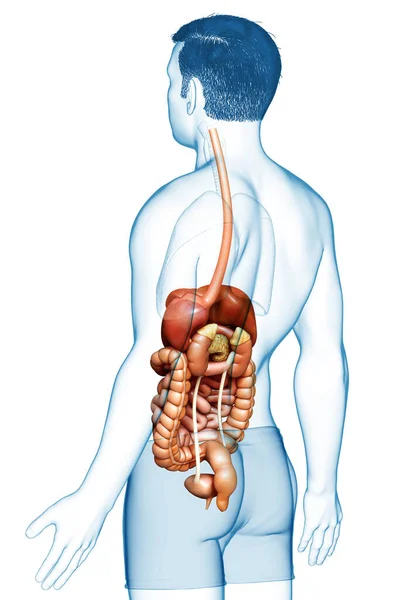 Renderizado Ilustración Médicamente Precisa Sistema Digestivo Masculino — Foto de Stock