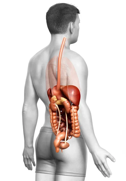 Rendered Medically Accurate Illustration Male Digestive Syste — Stock Photo, Image