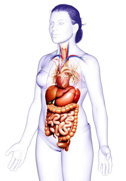 Renderizado Ilustración Médicamente Precisa Del Sistema Digestivo Femenino — Foto de Stock