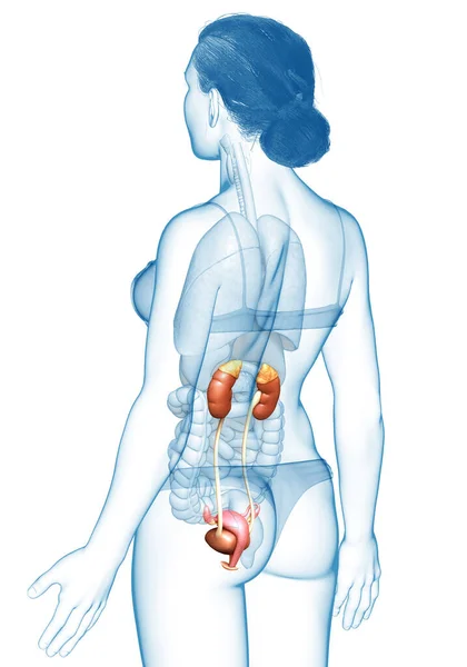 Weergegeven Medisch Nauwkeurige Illustratie Van Vrouwelijke Nieren — Stockfoto