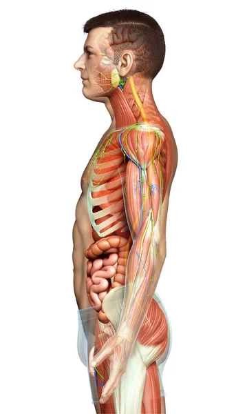 Rendered Medically Accurate Male Anatomy — Stock Photo, Image