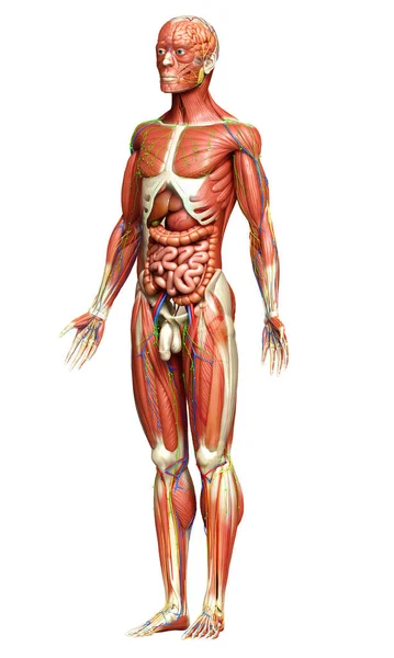 Lékařsky Přesné Mužské Anatomie — Stock fotografie