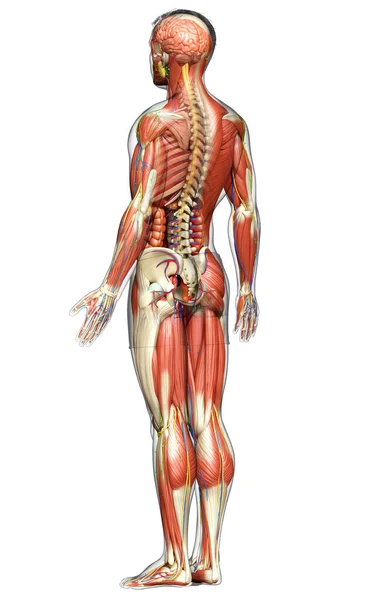 Darstellung Der Männlichen Anatomie Medizinisch Korrekt — Stockfoto