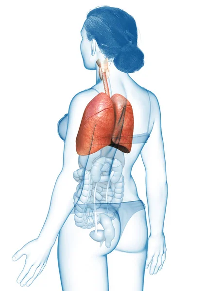 Boyutlu Tıbbi Olarak Kadın Akciğer Anatomisini Gösteriyor — Stok fotoğraf