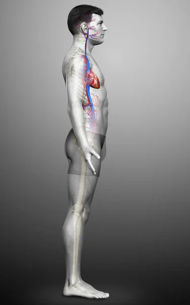Renderowane Medycznie Dokładna Ilustracja Męskiego Serca — Zdjęcie stockowe