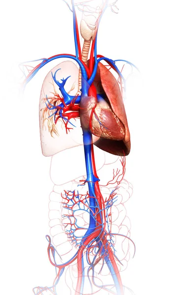 Reso Illustrazione Clinicamente Accurata Anatomia Polmonare — Foto Stock