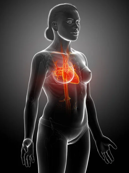 Reso Illustrazione Clinicamente Accurata Del Cuore Femminile Arancione Evidenziato — Foto Stock