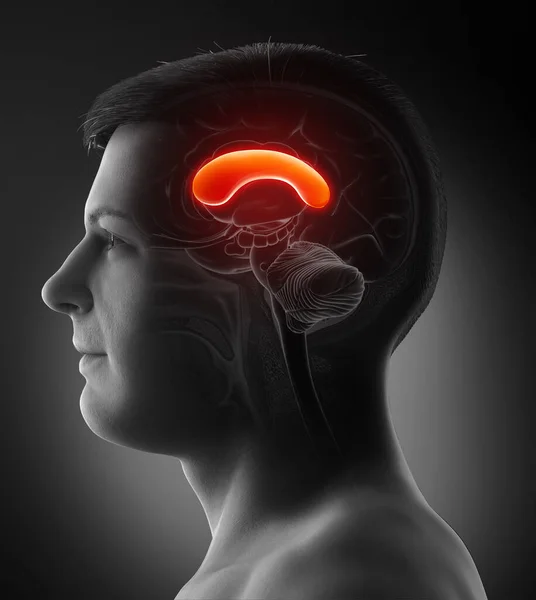 Renderizado Ilustración Médicamente Precisa Cerebro Masculino Anatomía Front Corpus — Foto de Stock