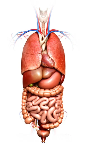 Renderowane Medycznie Dokładna Ilustracja Narządów Wewnętrznych — Zdjęcie stockowe