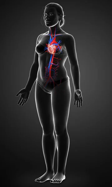 Rendered Medically Accurate Illustration Female Heart — Stock Photo, Image