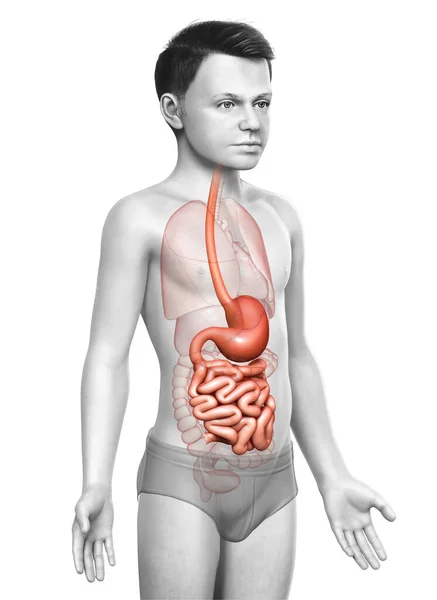 Renderowane Medycznie Dokładna Ilustracja Młodego Chłopca Żołądka Jelita Cienkiego — Zdjęcie stockowe