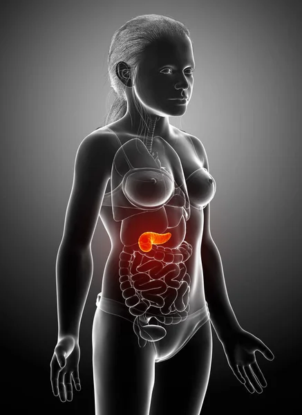 Rendered Medically Accurate Illustration Young Girl Pancreas — Stock Photo, Image