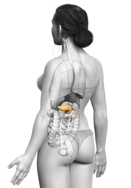 Reso Illustrazione Clinicamente Accurata Pancreas Femminile — Foto Stock