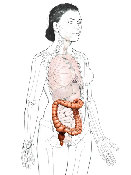 Renderizado Ilustración Médicamente Precisa Anatomía Del Intestino Grueso Femenino — Foto de Stock