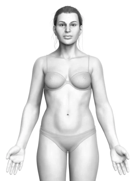 Renderowana Ilustracja Kobiecego Ciała — Zdjęcie stockowe