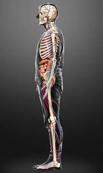 Gerenderte Medizinisch Korrekte Darstellung Der Männlichen Inneren Organe Des Skeletts — Stockfoto