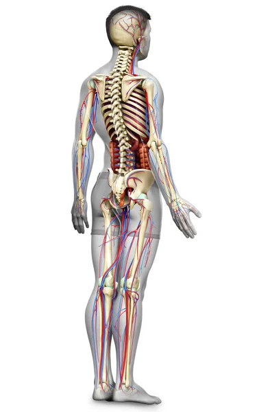 Gerenderte Medizinisch Korrekte Darstellung Der Männlichen Inneren Organe Des Skeletts — Stockfoto