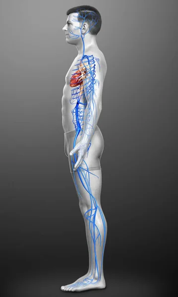 Renderowane Medycznie Dokładna Ilustracja Męskiej Anatomii Żył — Zdjęcie stockowe