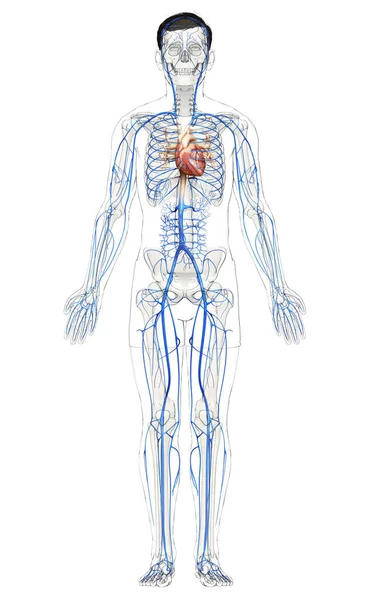 Gjorde Medicinskt Korrekt Illustration Manlig Vener Anatomi — Stockfoto