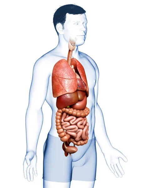 Gjorde Medicinskt Korrekt Illustration Manliga Inre Organ — Stockfoto