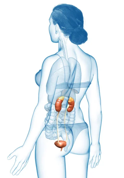 Αποδίδεται Ιατρικά Ακριβής Απεικόνιση Των Γυναικείων Νεφρών — Φωτογραφία Αρχείου