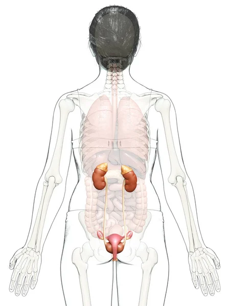 Renderad Medicinskt Korrekt Illustration Kvinnliga Njurar — Stockfoto