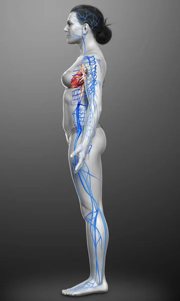 Rendered Medically Accurate Illustration Female Veins Anatomy — Stock Photo, Image