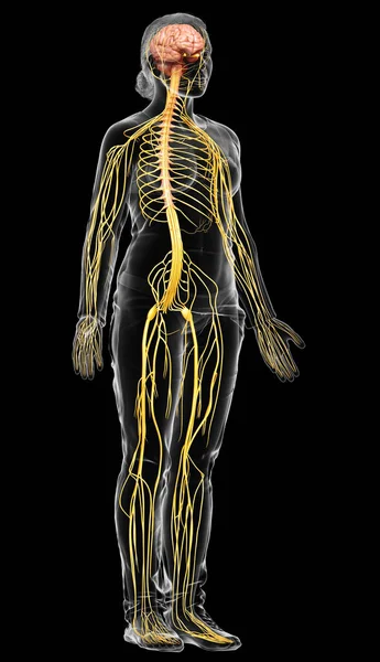 Reso Illustrazione Medicalmente Esatta Sistema Nervoso Femminile — Foto Stock