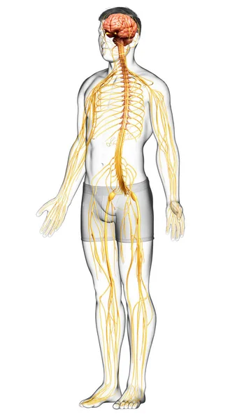Καθιστούν Ιατρικά Ακριβή Απεικόνιση Ενός Ανδρικού Νευρικού Συστήματος — Φωτογραφία Αρχείου