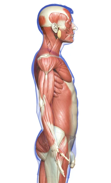 Rendered Medically Accurate Illustration Male Muscle System — Stock Photo, Image