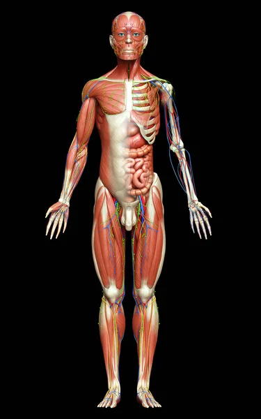 Darstellung Der Männlichen Anatomie Medizinisch Korrekt — Stockfoto