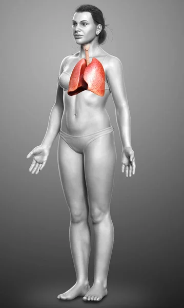 Renderizado Ilustração Medicamente Precisa Uma Anatomia Pulmonar Feminina — Fotografia de Stock