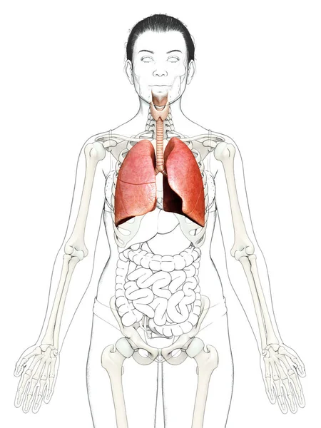 Renderizado Ilustração Medicamente Precisa Uma Anatomia Pulmonar Feminina — Fotografia de Stock