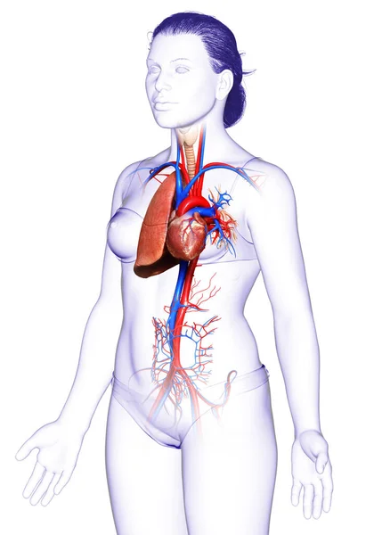 Renderowana Medycznie Dokładna Ilustracja Kobiecej Anatomii Płuc — Zdjęcie stockowe